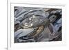 Sea Turtle At Risk-Rabi Khan-Framed Art Print