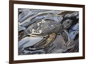 Sea Turtle At Risk-Rabi Khan-Framed Art Print