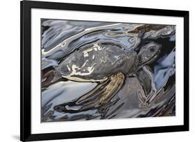 Sea Turtle At Risk-Rabi Khan-Framed Art Print