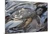 Sea Turtle At Risk-Rabi Khan-Mounted Art Print