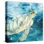 Sea Turtle Blues-Kimberly Allen-Stretched Canvas