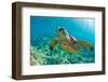 Sea Turtle close up over Coral Reef in Hawaii-tropicdreams-Framed Photographic Print