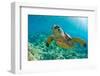 Sea Turtle close up over Coral Reef in Hawaii-tropicdreams-Framed Photographic Print