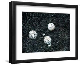 Sea Turtle Eggs Costa Rica-null-Framed Photographic Print