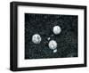 Sea Turtle Eggs Costa Rica-null-Framed Photographic Print