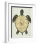 Sea Turtle in Black and Gold-Cat Coquillette-Framed Art Print