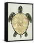 Sea Turtle in Black and Gold-Cat Coquillette-Framed Stretched Canvas