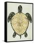 Sea Turtle in Black and Gold-Cat Coquillette-Framed Stretched Canvas