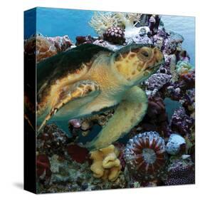 Sea Turtle IV-Melinda Bradshaw-Stretched Canvas