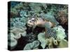 Sea Turtle on Coral Reef Underwater-teerinvata-Stretched Canvas