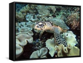 Sea Turtle on Coral Reef Underwater-teerinvata-Framed Stretched Canvas