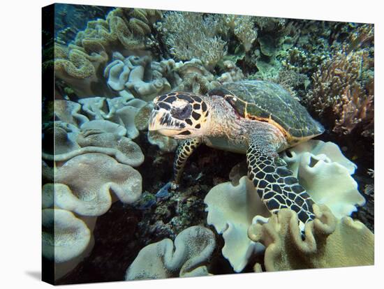 Sea Turtle on Coral Reef Underwater-teerinvata-Stretched Canvas