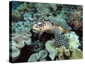 Sea Turtle on Coral Reef Underwater-teerinvata-Stretched Canvas