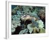 Sea Turtle on Coral Reef Underwater-teerinvata-Framed Photographic Print