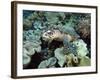 Sea Turtle on Coral Reef Underwater-teerinvata-Framed Photographic Print