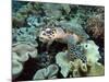 Sea Turtle on Coral Reef Underwater-teerinvata-Mounted Photographic Print