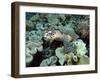 Sea Turtle on Coral Reef Underwater-teerinvata-Framed Photographic Print