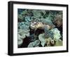 Sea Turtle on Coral Reef Underwater-teerinvata-Framed Photographic Print