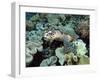 Sea Turtle on Coral Reef Underwater-teerinvata-Framed Photographic Print