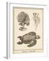 Sea Turtle Study I-Vision Studio-Framed Art Print