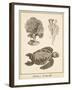 Sea Turtle Study I-Vision Studio-Framed Art Print