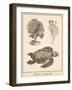 Sea Turtle Study I-Vision Studio-Framed Art Print