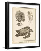 Sea Turtle Study I-Vision Studio-Framed Art Print