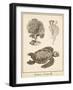 Sea Turtle Study I-Vision Studio-Framed Art Print