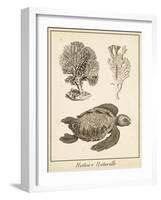 Sea Turtle Study I-Vision Studio-Framed Art Print