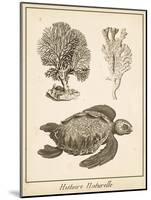 Sea Turtle Study I-Vision Studio-Mounted Art Print