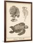 Sea Turtle Study I-Vision Studio-Framed Art Print