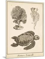 Sea Turtle Study I-Vision Studio-Mounted Art Print