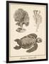 Sea Turtle Study I-Vision Studio-Framed Art Print