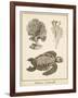 Sea Turtle Study I-Vision Studio-Framed Art Print