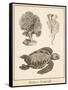 Sea Turtle Study I-Vision Studio-Framed Stretched Canvas