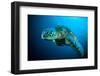 Sea Turtle Swimming Bunaken Sulawesi Indonesia Mydas Chelonia Underwater Photo-fenkieandreas-Framed Photographic Print