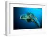 Sea Turtle Swimming Bunaken Sulawesi Indonesia Mydas Chelonia Underwater Photo-fenkieandreas-Framed Photographic Print