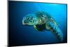 Sea Turtle Swimming Bunaken Sulawesi Indonesia Mydas Chelonia Underwater Photo-fenkieandreas-Mounted Photographic Print