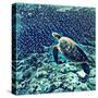 Sea Turtle Swimming Underwater. Digital Illustration in Watercolor Style. Exotic Wild Animal in Nat-Davdeka-Stretched Canvas