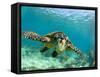 Sea Turtle, Swimming Underwater, Nosy Be, North Madagascar-Inaki Relanzon-Framed Stretched Canvas