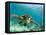 Sea Turtle, Swimming Underwater, Nosy Be, North Madagascar-Inaki Relanzon-Framed Stretched Canvas