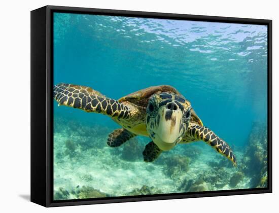 Sea Turtle, Swimming Underwater, Nosy Be, North Madagascar-Inaki Relanzon-Framed Stretched Canvas