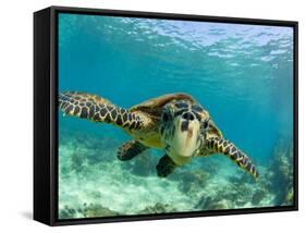 Sea Turtle, Swimming Underwater, Nosy Be, North Madagascar-Inaki Relanzon-Framed Stretched Canvas