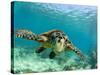 Sea Turtle, Swimming Underwater, Nosy Be, North Madagascar-Inaki Relanzon-Stretched Canvas