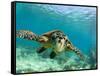 Sea Turtle, Swimming Underwater, Nosy Be, North Madagascar-Inaki Relanzon-Framed Stretched Canvas