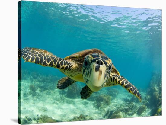 Sea Turtle, Swimming Underwater, Nosy Be, North Madagascar-Inaki Relanzon-Stretched Canvas