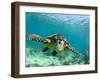 Sea Turtle, Swimming Underwater, Nosy Be, North Madagascar-Inaki Relanzon-Framed Premium Photographic Print