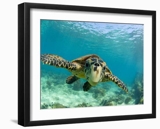 Sea Turtle, Swimming Underwater, Nosy Be, North Madagascar-Inaki Relanzon-Framed Premium Photographic Print