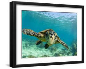Sea Turtle, Swimming Underwater, Nosy Be, North Madagascar-Inaki Relanzon-Framed Premium Photographic Print