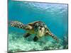 Sea Turtle, Swimming Underwater, Nosy Be, North Madagascar-Inaki Relanzon-Mounted Premium Photographic Print